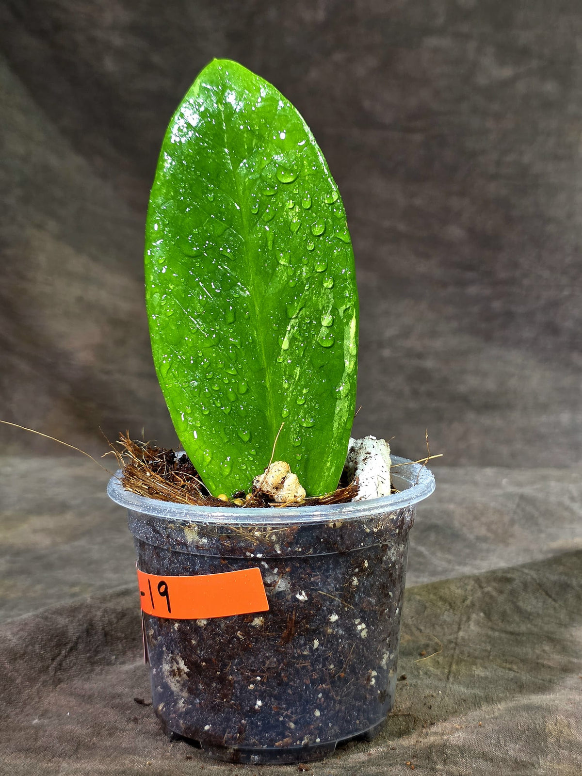 Variegated ZZ Gold Live Plant - EXACT Zamioculcas Zamiifolia (Sep-9-19)