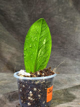 Variegated ZZ Gold Live Plant - EXACT Zamioculcas Zamiifolia (Sep-9-19)