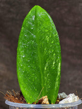 Variegated ZZ Gold Live Plant - EXACT Zamioculcas Zamiifolia (Sep-9-19)