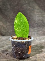 Variegated ZZ Gold Live Plant - EXACT Zamioculcas Zamiifolia (Sep-9-20)