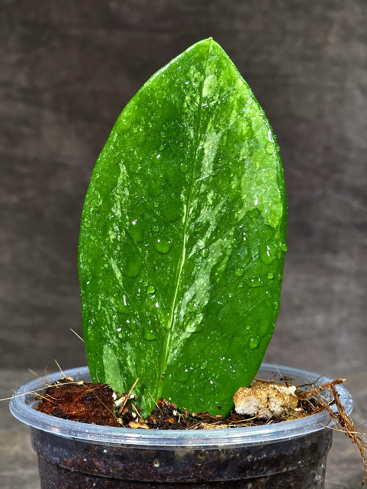 Variegated ZZ Gold Live Plant - EXACT Zamioculcas Zamiifolia (Sep-9-20)