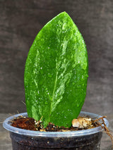 Variegated ZZ Gold Live Plant - EXACT Zamioculcas Zamiifolia (Sep-9-20)