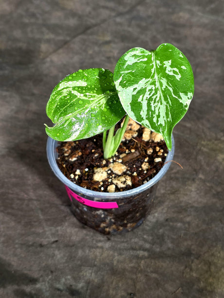 Monstera “Bulbasaur” Variegated - Exact Plant - (Sep-8-5)