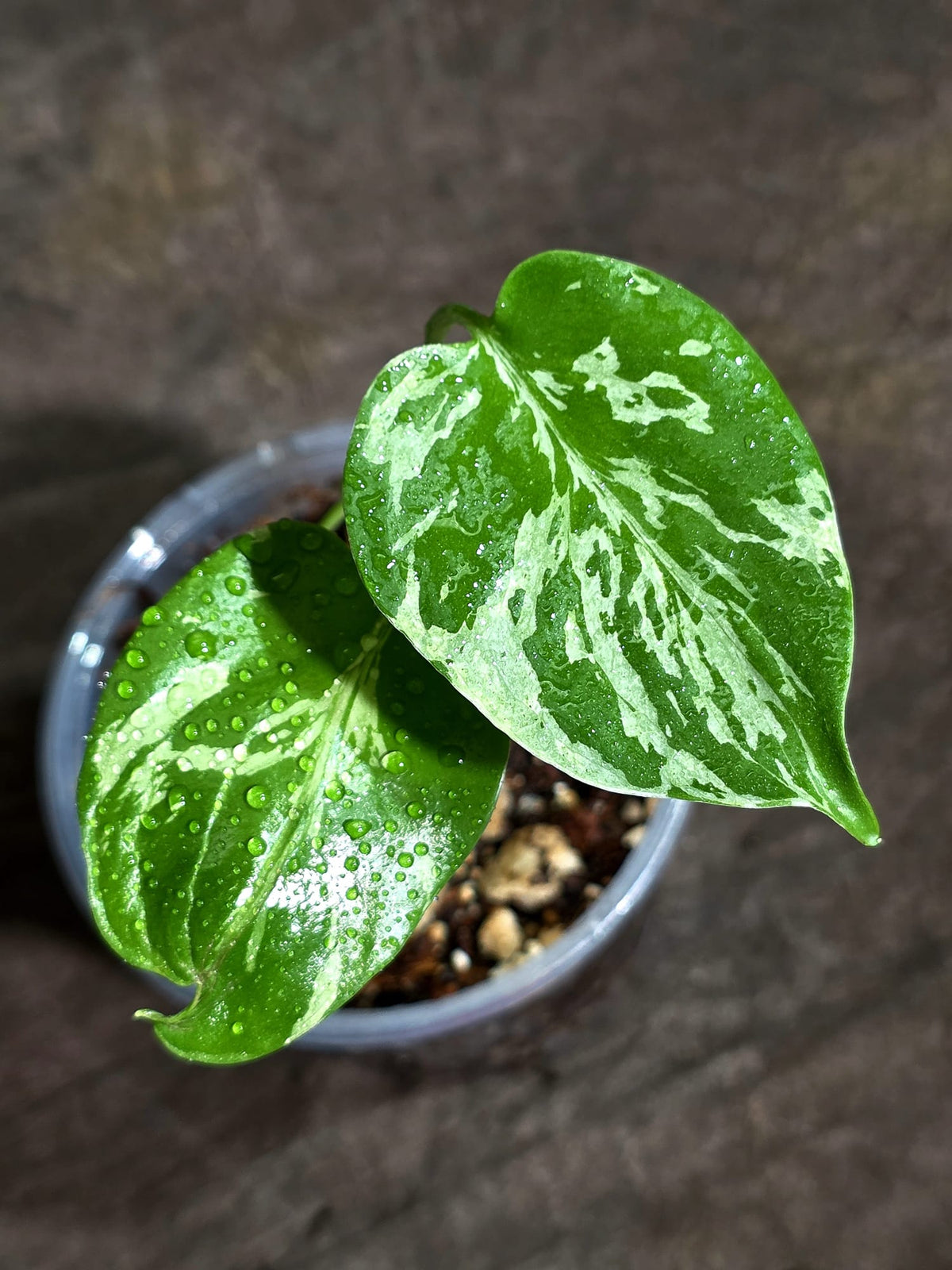 Monstera “Bulbasaur” Variegated - Exact Plant - (Sep-8-5)