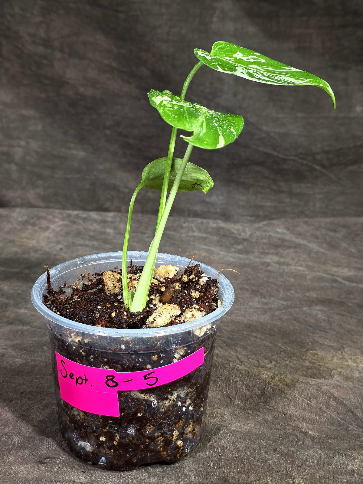 Monstera “Bulbasaur” Variegated - Exact Plant - (Sep-8-5)