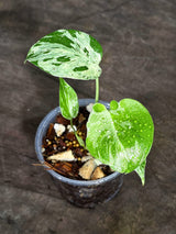 Monstera “Bulbasaur” Variegated - Exact Plant - (Sep-8-6)