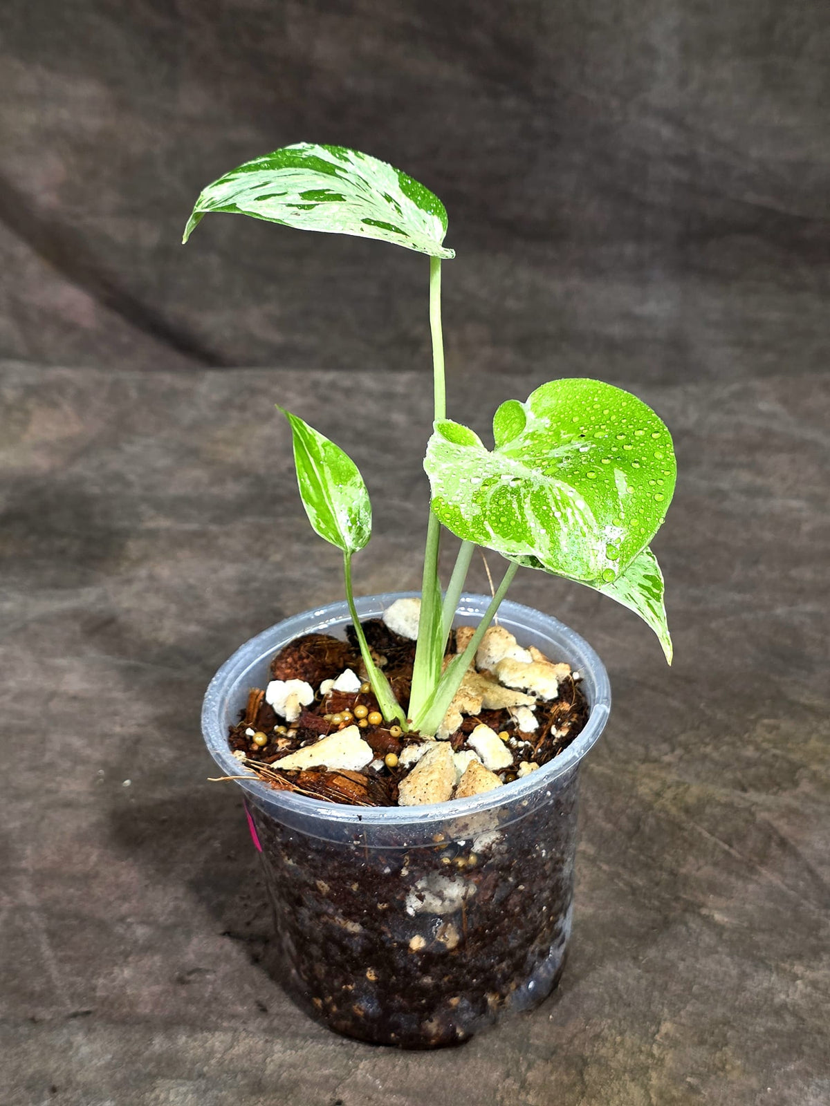 Monstera “Bulbasaur” Variegated - Exact Plant - (Sep-8-6)