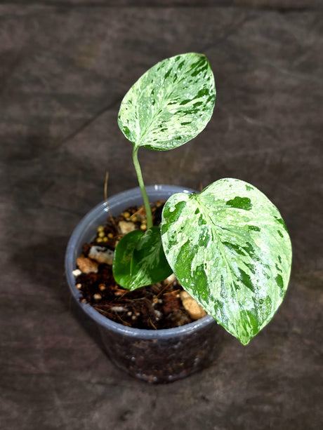 Monstera “Bulbasaur” Variegated - Exact Plant - (Sep-8-4)