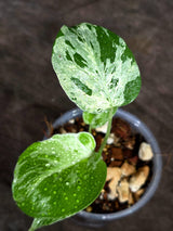 Monstera “Bulbasaur” Variegated - Exact Plant - (Sep-8-6)