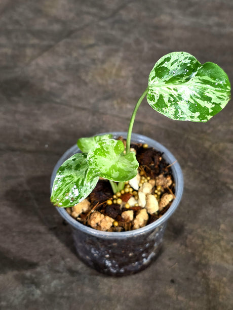 Monstera “Bulbasaur” Variegated - Exact Plant - (Sep-8-9)