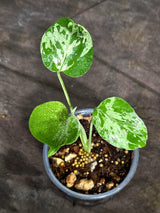 Monstera “Bulbasaur” Variegated - Exact Plant - (Sep-8-10)