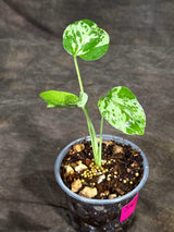 Monstera “Bulbasaur” Variegated - Exact Plant - (Sep-8-10)