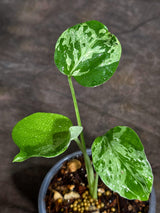 Monstera “Bulbasaur” Variegated - Exact Plant - (Sep-8-10)
