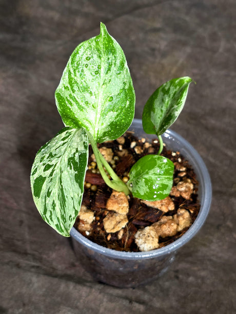 Monstera “Bulbasaur” Variegated - Exact Plant - (Sep-8-7)
