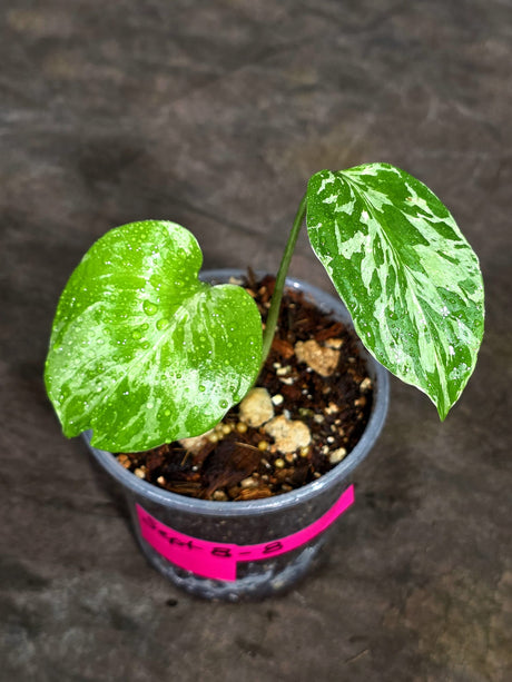 Monstera “Bulbasaur” Variegated - Exact Plant - (Sep-8-8)