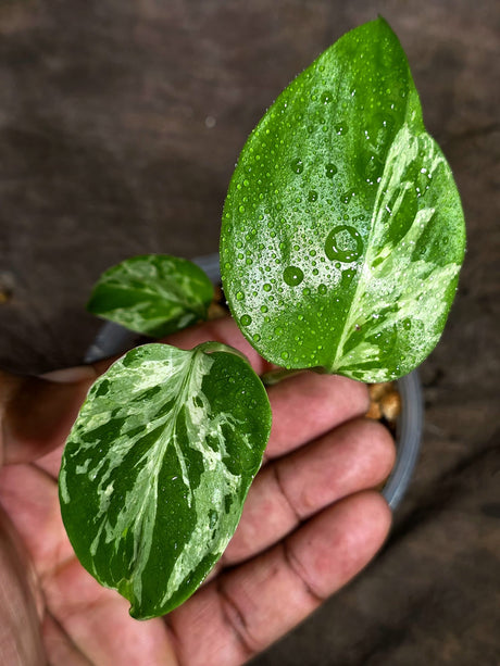 Monstera Bulbasaur Variegated - Exact Plant - (Sep-8-11)