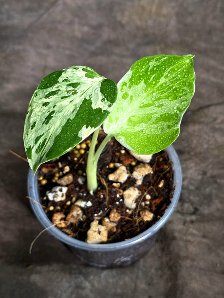 Monstera Bulbasaur Variegated - Exact Plant - (Sep-8-12)