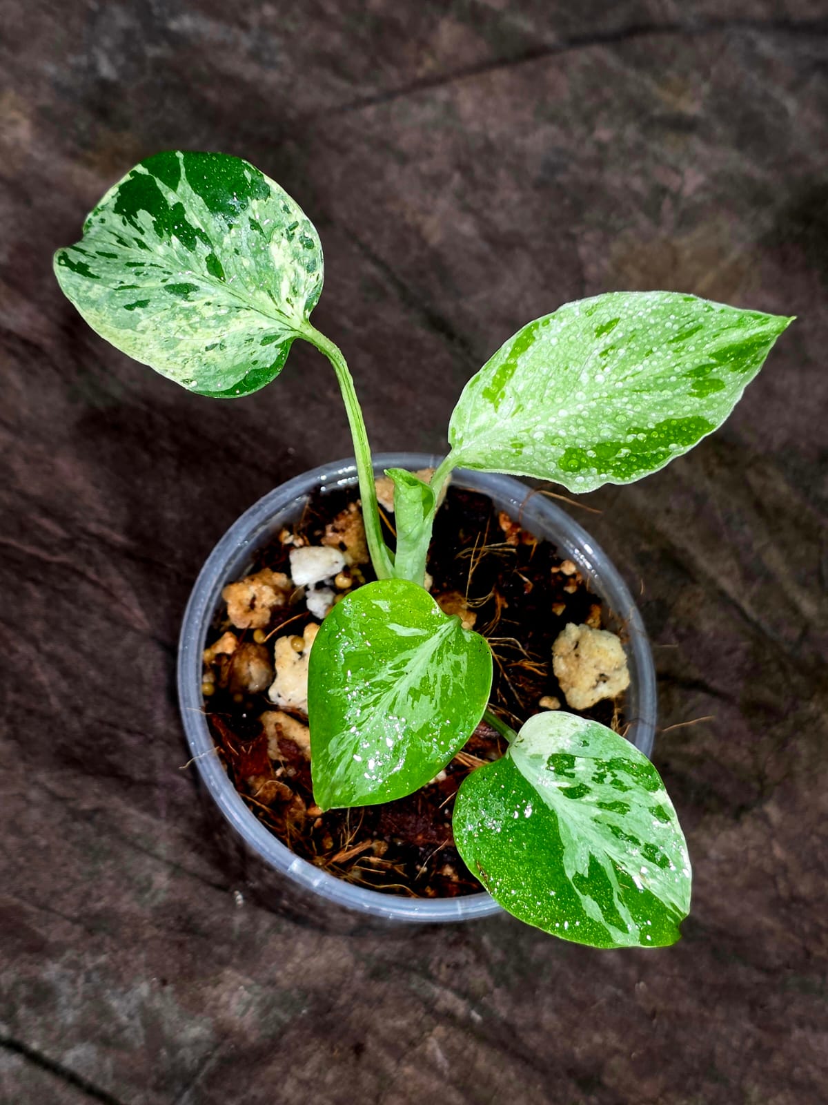 Monstera Bulbasaur Variegated - Mint Green Exact Plant - (Sep-8-13)