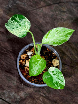 Monstera Bulbasaur Variegated - Mint Green Exact Plant - (Sep-8-13)