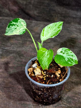 Monstera Bulbasaur Variegated - Mint Green Exact Plant - (Sep-8-13)