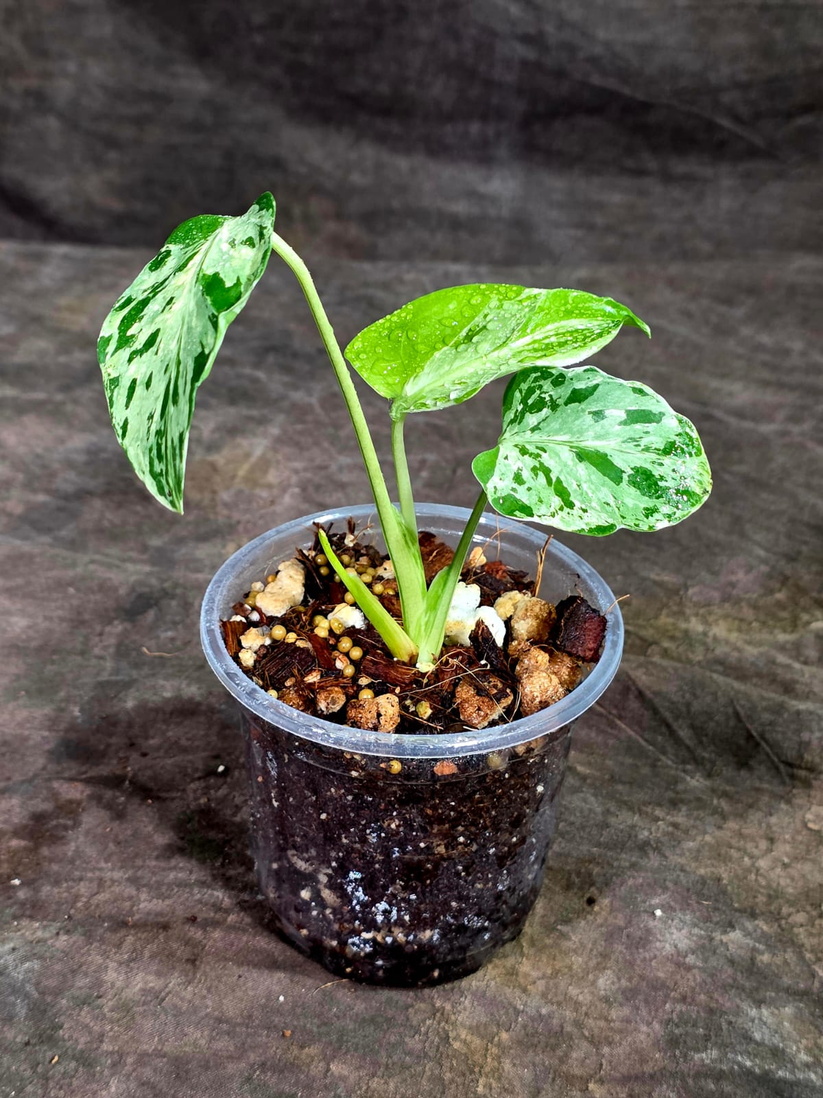 Monstera Bulbasaur Variegated - Mint Green Exact Plant - (Sep-8-14)