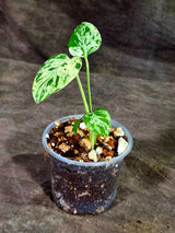 Monstera Bulbasaur Variegated - Mint Green Exact Plant - (Sep-8-17)