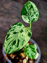 Monstera Bulbasaur Variegated - Mint Green Exact Plant - (Sep-8-17)