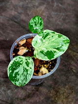 Monstera Bulbasaur Variegated - Mint Green Exact Plant - (Sep-8-15)