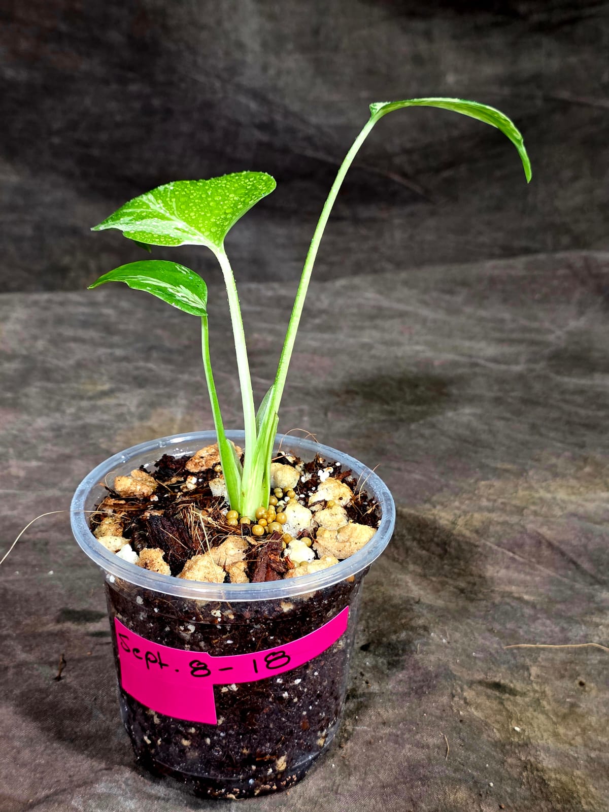 Monstera Bulbasaur Variegated - Mint Green Exact Plant - (Sep-8-18)