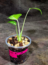 Monstera Bulbasaur Variegated - Mint Green Exact Plant - (Sep-8-18)