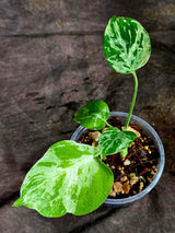 Monstera Bulbasaur Variegated - Mint Green Exact Plant - (Sep-8-20)
