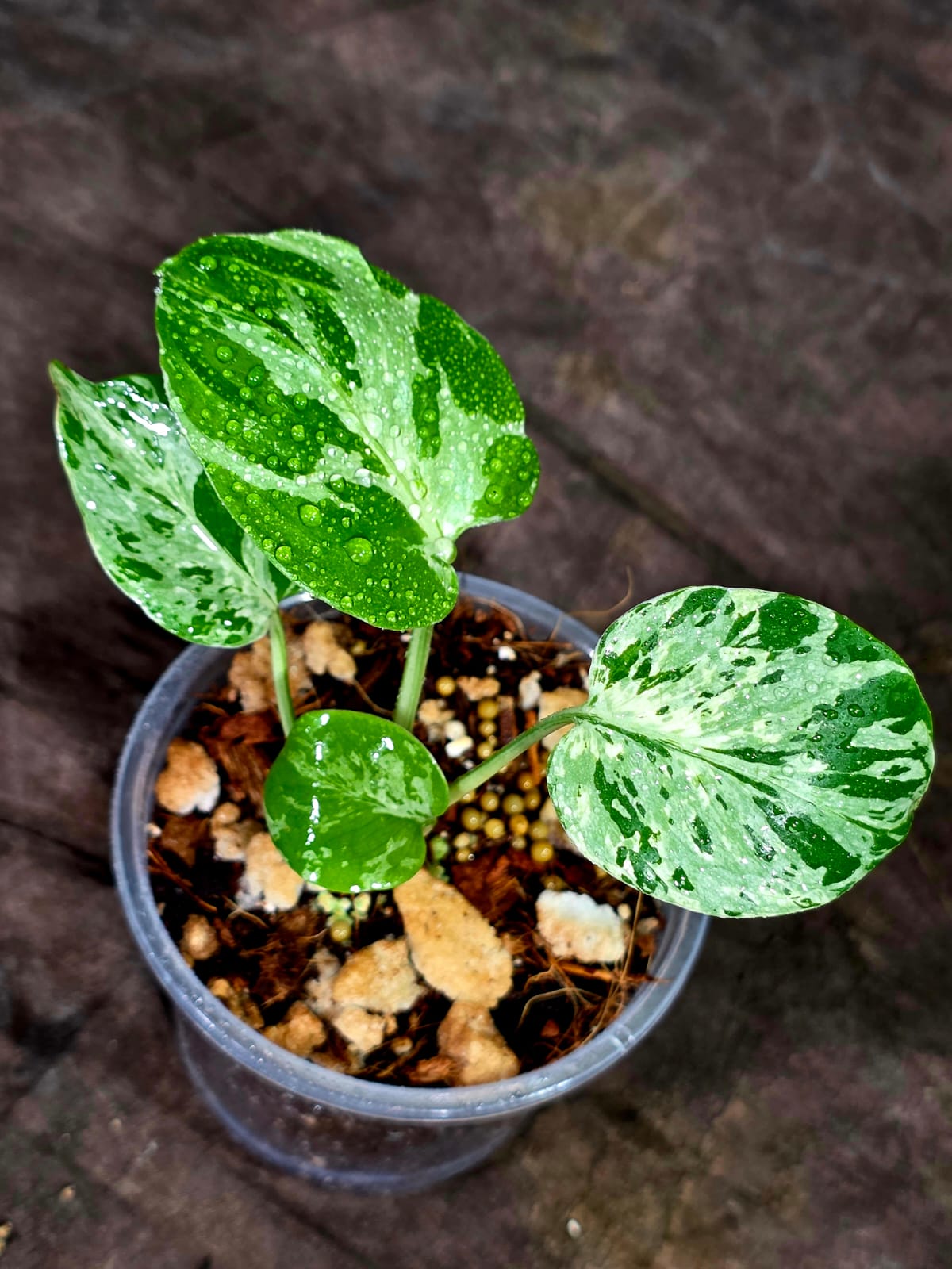 Monstera Bulbasaur Variegated - Mint Green Exact Plant - (Sep-8-21)