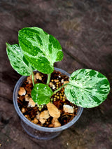 Monstera Bulbasaur Variegated - Mint Green Exact Plant - (Sep-8-21)