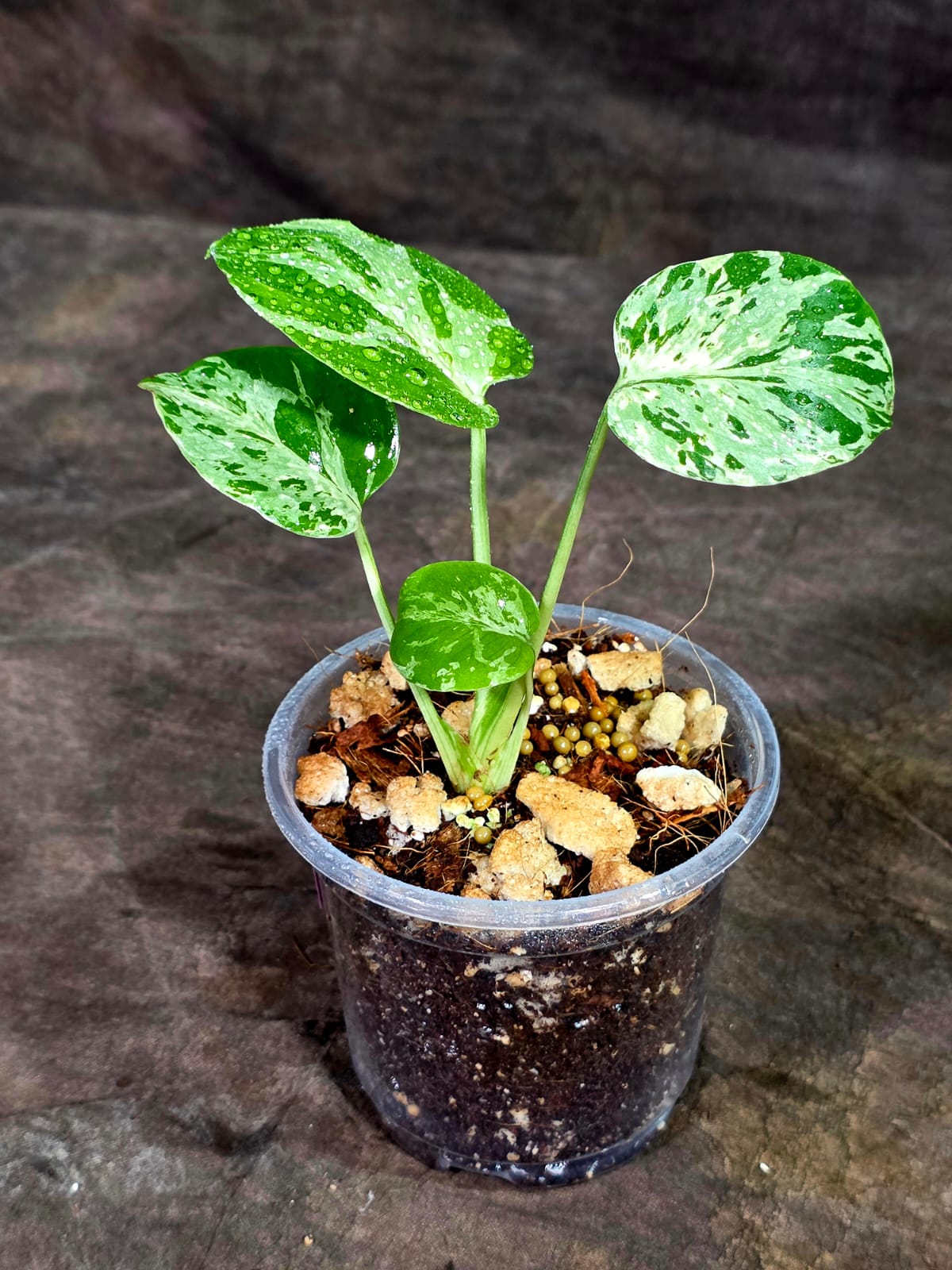 Monstera Bulbasaur Variegated - Mint Green Exact Plant - (Sep-8-21)