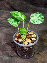 Monstera Bulbasaur Variegated - Mint Green Exact Plant - (Sep-8-21)