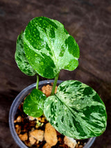 Monstera Bulbasaur Variegated - Mint Green Exact Plant - (Sep-8-21)