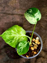 Monstera Bulbasaur Variegated - Mint Green Exact Plant - (Sep-8-24)