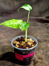 Monstera Bulbasaur Variegated - Mint Green Exact Plant - (Sep-8-24)