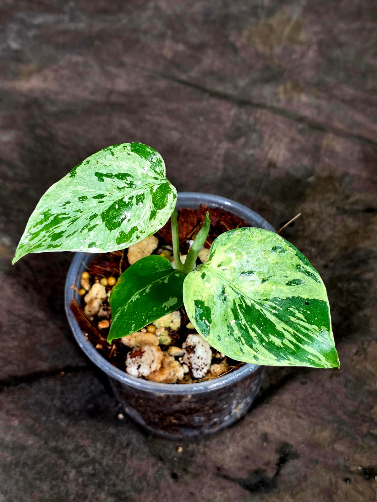 Monstera Bulbasaur Variegated - Mint Green Exact Plant - (Sep-8-22)