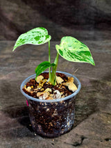 Monstera Bulbasaur Variegated - Mint Green Exact Plant - (Sep-8-22)