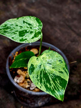 Monstera Bulbasaur Variegated - Mint Green Exact Plant - (Sep-8-22)