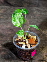 Monstera Bulbasaur Variegated - Mint Green Exact Plant - (Sep-8-23)