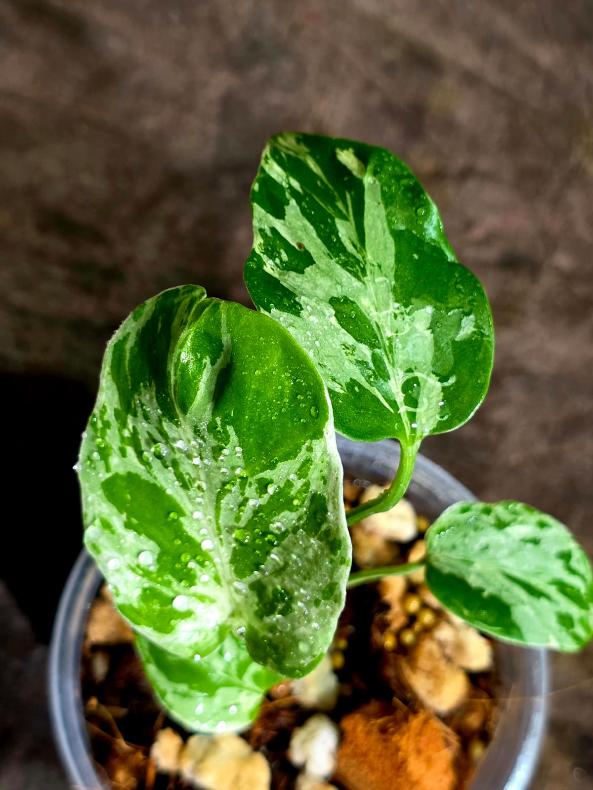 Monstera Bulbasaur Variegated - Mint Green Exact Plant - (Sep-8-23)