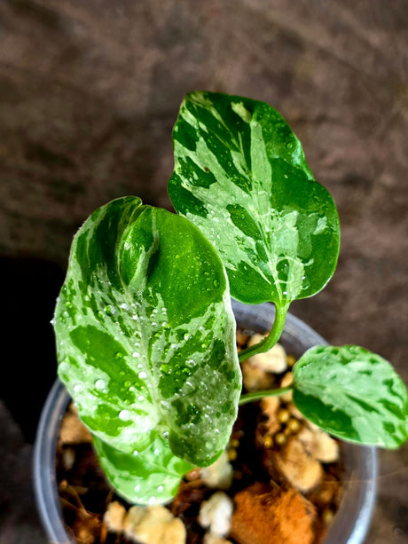 Monstera Bulbasaur Variegated - Mint Green Exact Plant - (Sep-8-23)