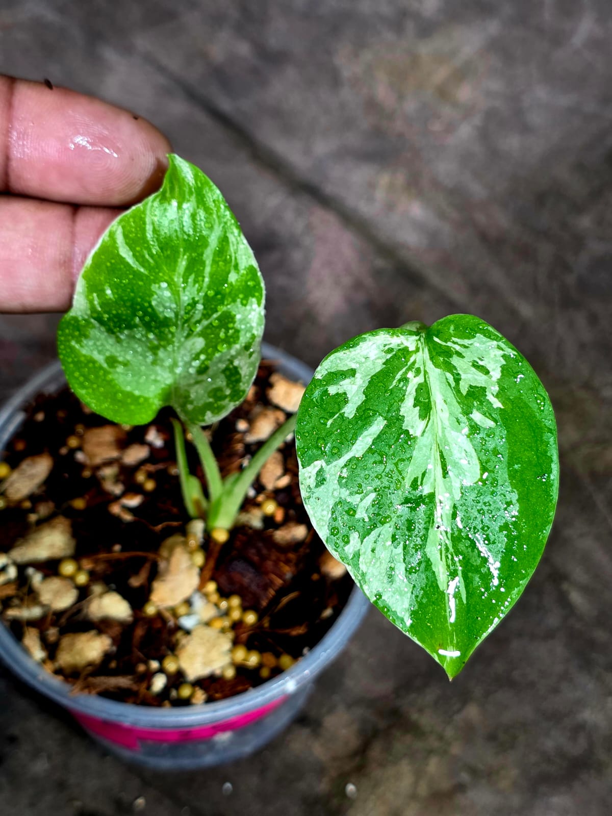 Monstera Bulbasaur Variegated - Mint Green Exact Plant - (Sep-8-25)