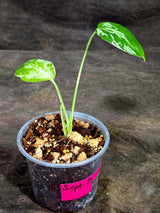 Monstera Bulbasaur Variegated - Mint Green Exact Plant - (Sep-8-25)