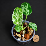 Monstera Bulbasaur Variegated - Mint Green Exact Plant - (Sep-8-23)