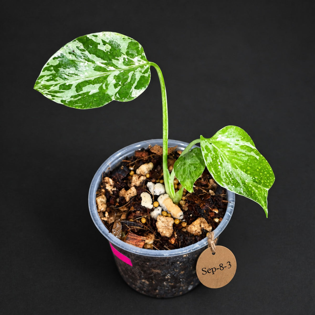 Monstera “Bulbasaur” Variegated - Exact Plant - (Sep-8-3)