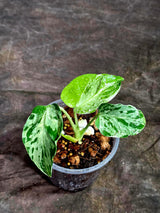 Monstera Bulbasaur Variegated - Mint Green Exact Plant - (Sep-8-14)