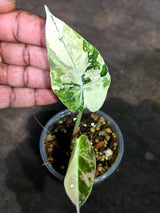 Alocasia Reginula Black Velvet Pink Variegated - (Sep-11-19)